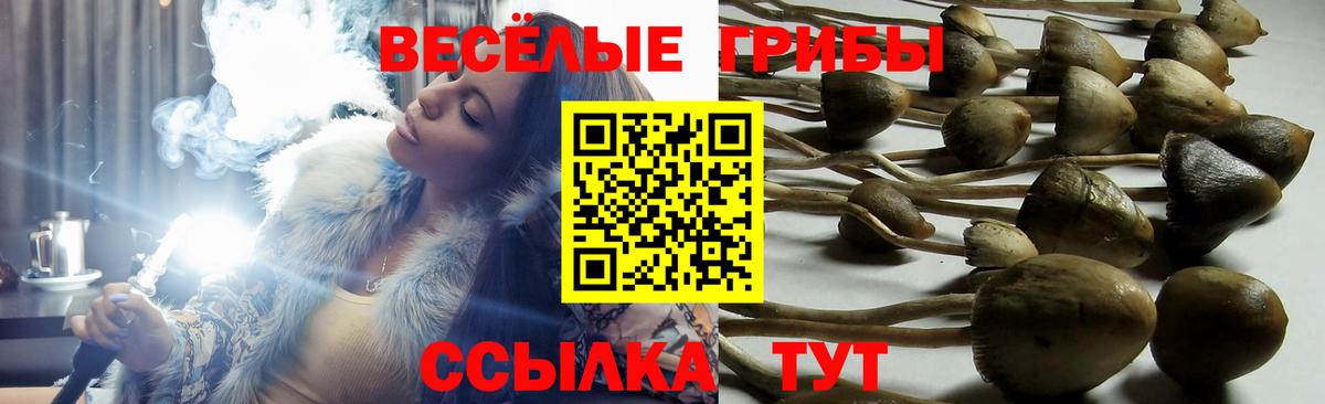 Псилоцибиновые грибы Psilocybe Алатырь